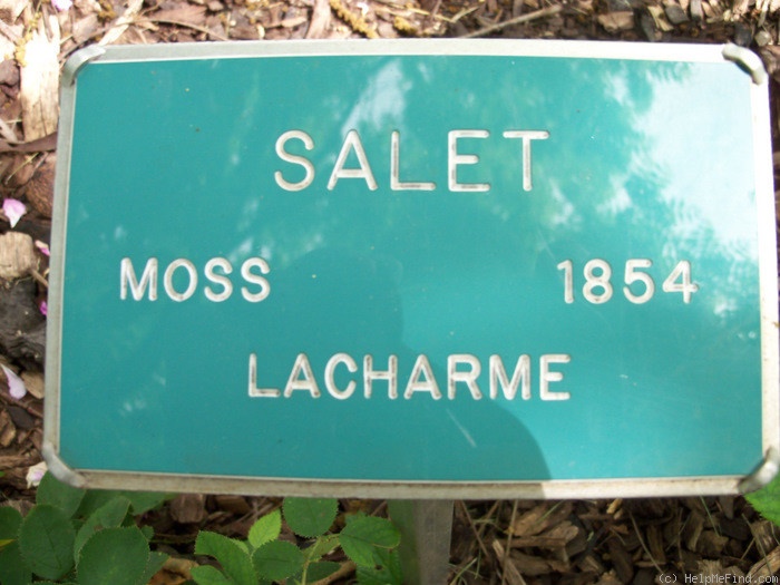 'Salet (Moss, Lacharme, 1854)' rose photo