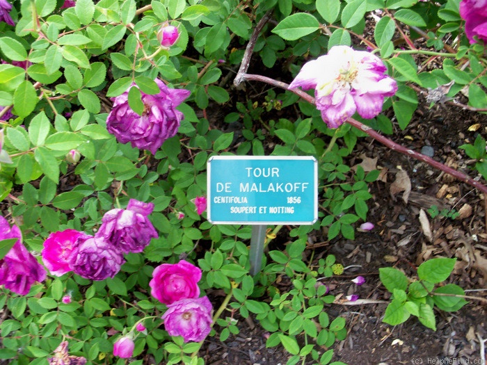 'Tour de Malakoff (centifolia, Pastoret/Soupert & Notting, 1856)' rose, click to enlarge 'Tour de Malakoff (centifolia, Pastoret/Soupert & Notting, 1856)' rose photo