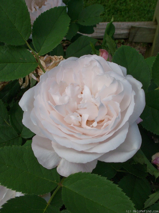 'Mabel Morrison' rose photo