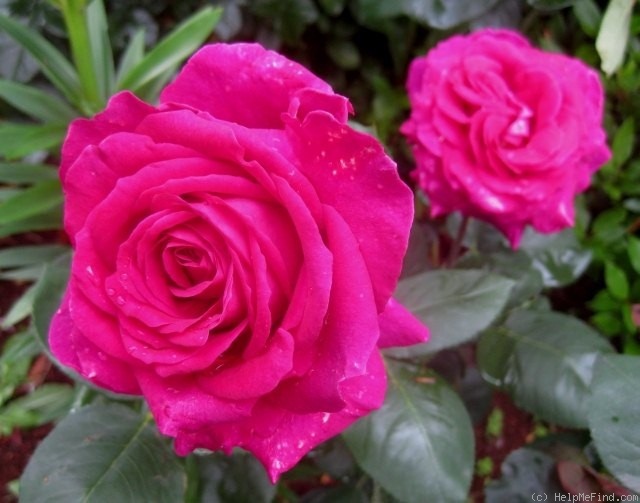 'Stephens' Big Purple (Hybrid Tea, Stephens, 1985)' rose photo