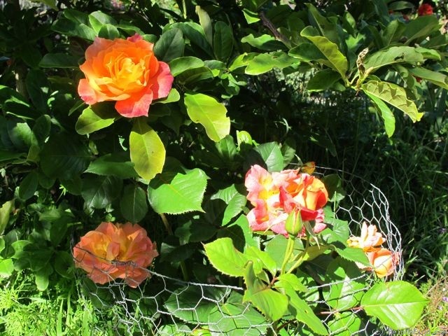 'Manx Queen' rose photo