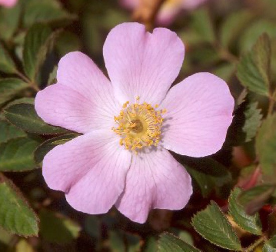 'R. eglanteria' rose photo