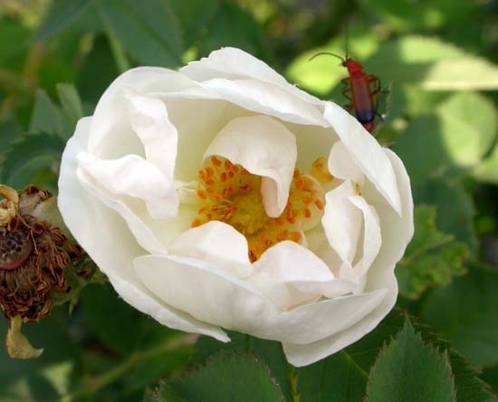 'Semi-plena' rose photo