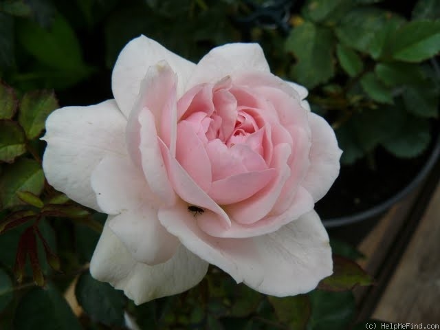 '06-10-03' rose photo