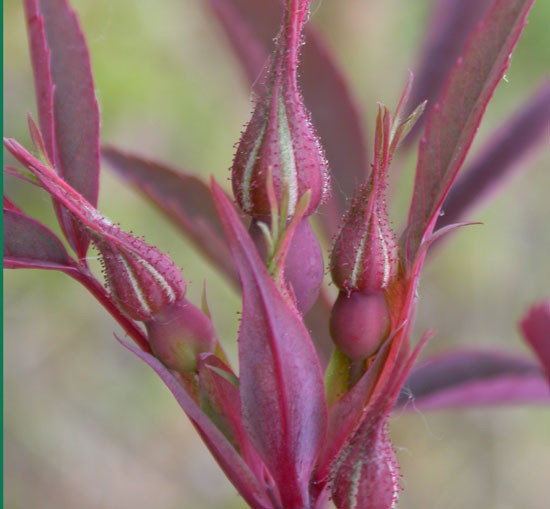 'R. glauca' rose photo