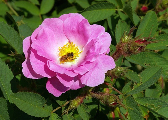 'R. villosa duplex' rose photo