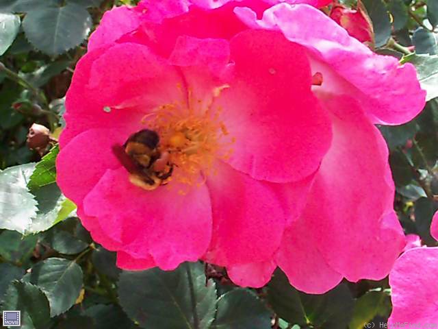 'Chuckles (floribunda, Shepherd 1956)' rose photo