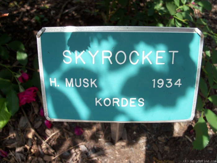 'Skyrocket' rose photo