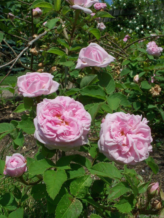 'Madame Louis Lévêque (moss, Lévêque, 1898)' rose photo