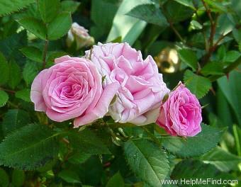 'Esprit Kordana®' rose photo