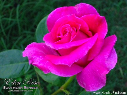 'Eden Rose (hybrid tea, Meilland, 1949)' rose photo