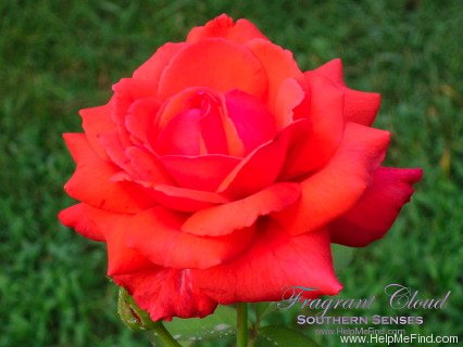'Fragrant Cloud (hybrid tea, Tantau 1963)' rose, click to enlarge 'Fragrant Cloud (hybrid tea, Tantau 1963)' rose photo