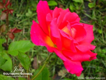 'Jolly (hybrid tea, Kordes 1973)' rose photo