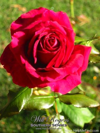'Will Rogers' rose photo
