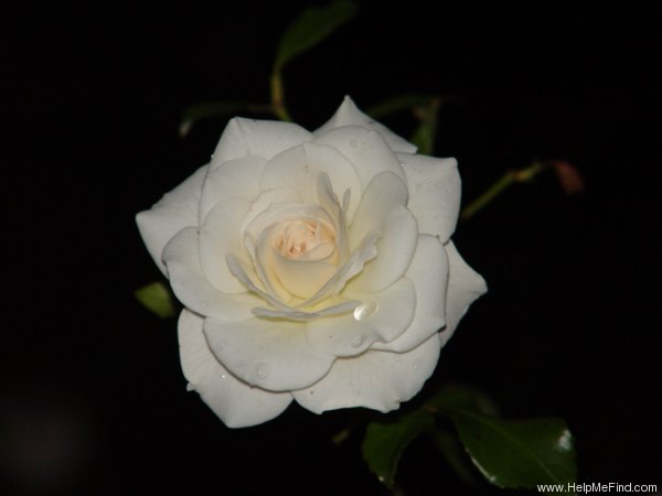 'Iceberg (floribunda, Kordes 1958)' rose photo