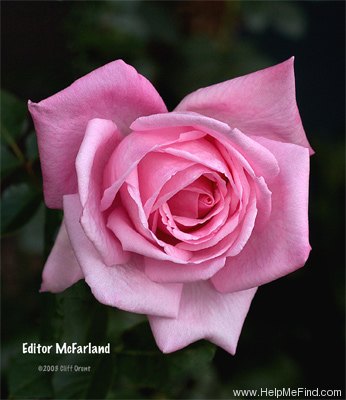 'Editor McFarland' rose photo