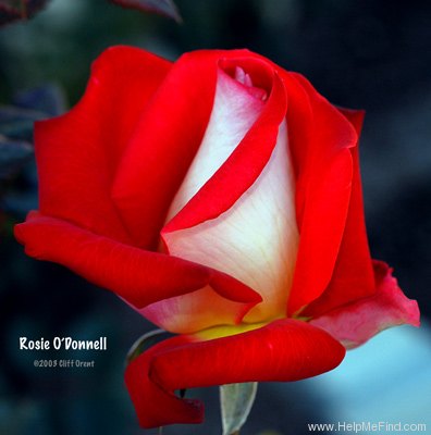 'Rosie O'Donnell' rose photo