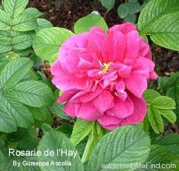 'Roseraie de l'Haÿ' rose photo