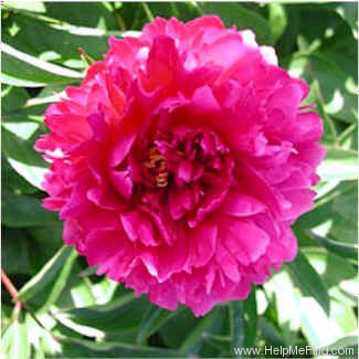 'Louis van Houtte (hybrid lactiflora, Calot, 1863)' peony photo
