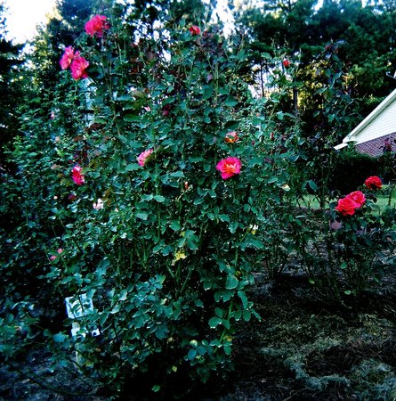 'Nancy's Alabama Rose Garden'  photo