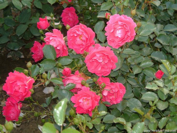 'Flirt (floribunda, Kordes 2000)' rose photo