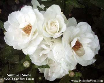 'Summer Snow (floribunda, Perkins, 1938)' rose photo