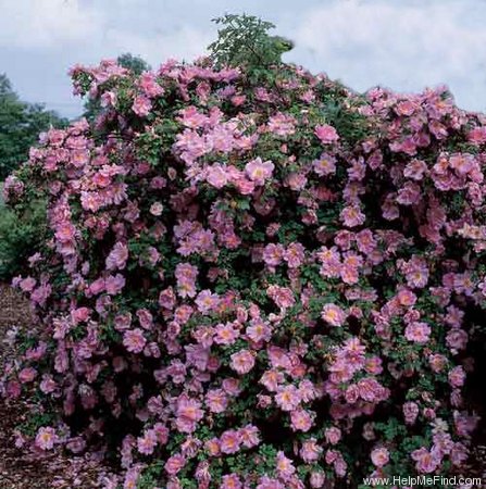 'Marguerite Hilling' rose photo