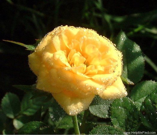 'Lemon Gems' rose photo