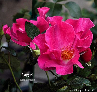 'Playgirl ™' rose photo