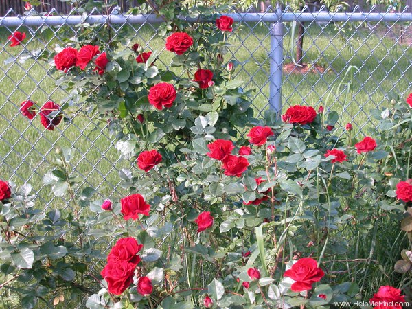 'Braveheart ™ (shrub, Clements, 1998)' rose photo