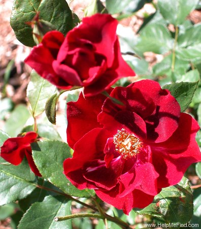 'Dusky Maiden (Floribunda, Grice, 1947)' rose photo