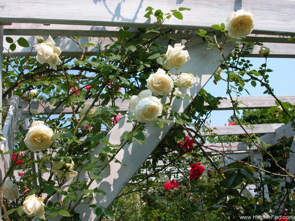 'Kaiserin Auguste Viktoria, Cl.' rose photo