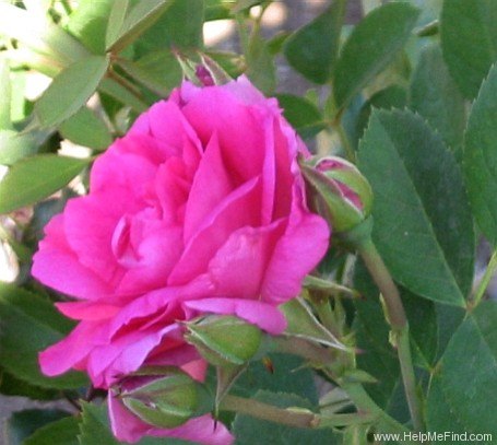 'Morden Centennial' rose photo