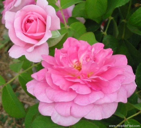 'Gertrude Jekyll ®' rose photo