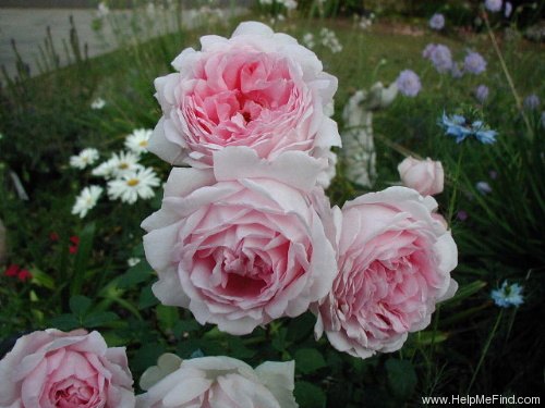 'Wife of Bath ®' rose photo