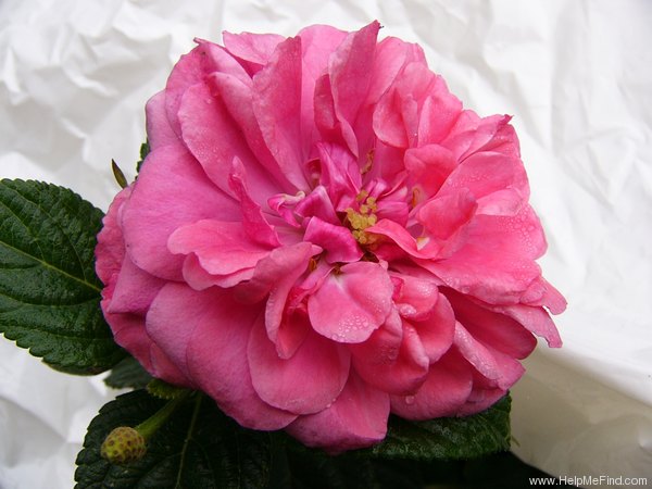 'Rosarium Uetersen' rose photo
