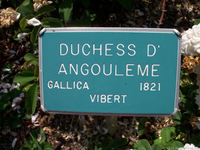 'Duchesse d'Angoulême (hybrid gallica, Vibert, 1821)' rose photo