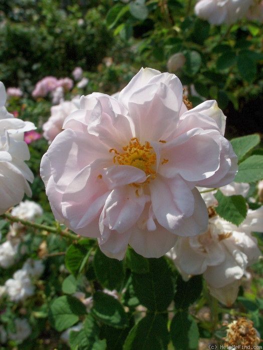 'Duchesse d'Angoulême (hybrid gallica, Vibert, 1821)' rose photo