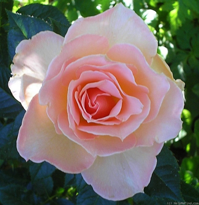'Susan Daniel' rose photo