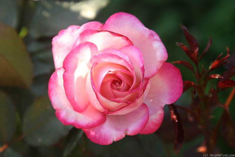 'Maxim ® (hybrid tea, Evers/Tantau, 1993)' rose photo