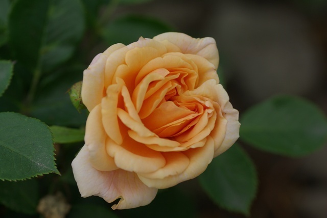 'Geisha ® (floribunda, Evers/Tantau, 2005)' rose photo