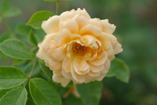 'Geisha ® (floribunda, Evers/Tantau, 2005)' rose photo
