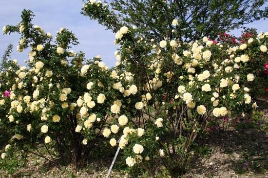 'Agnes (rugosa, Saunders 1902)' rose photo