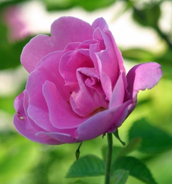 'Conrad Ferdinand Meyer' rose photo