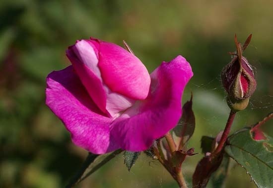 'Morletii' rose photo