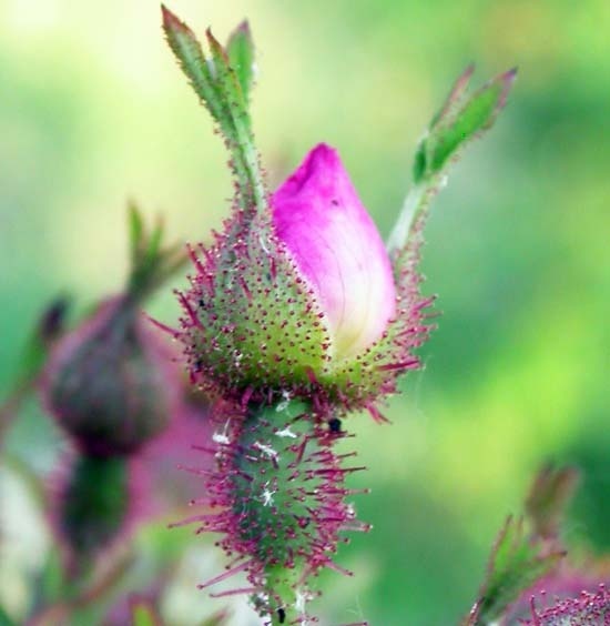 'R. multibracteata' rose photo