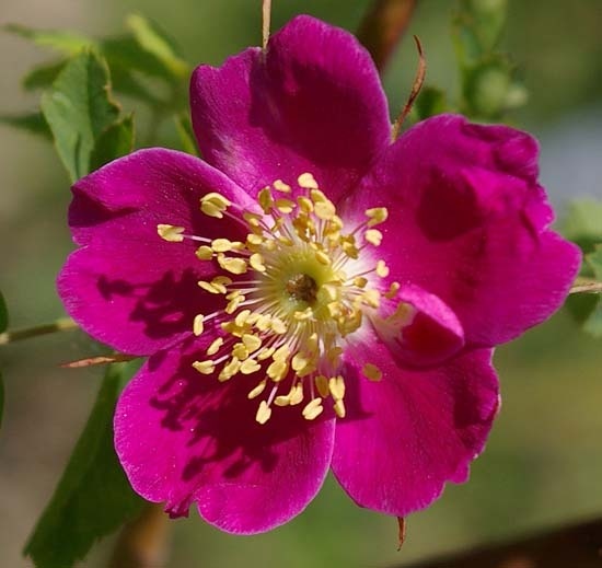 '<i>Rosa pendulina</i> L.' rose photo