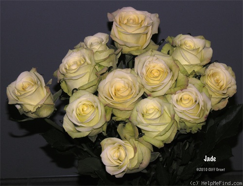'Jade ® (hybrid tea, Tantau 2000)' rose photo