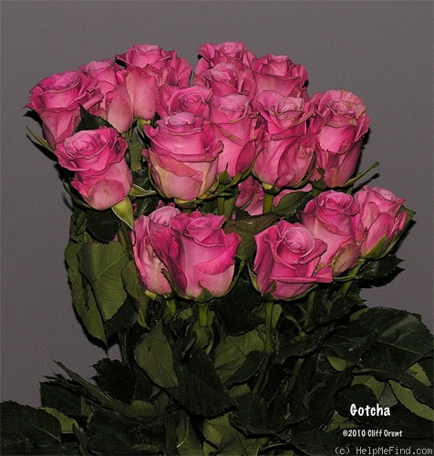 'Gotcha (Florist's Rose. Interplant. Before 2010)' rose photo