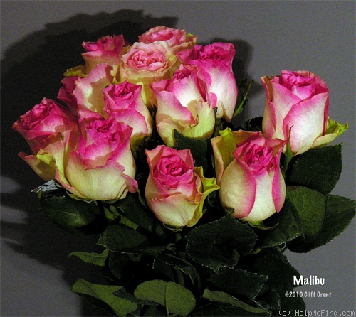 'Malibu® (Interplant HT)' rose photo